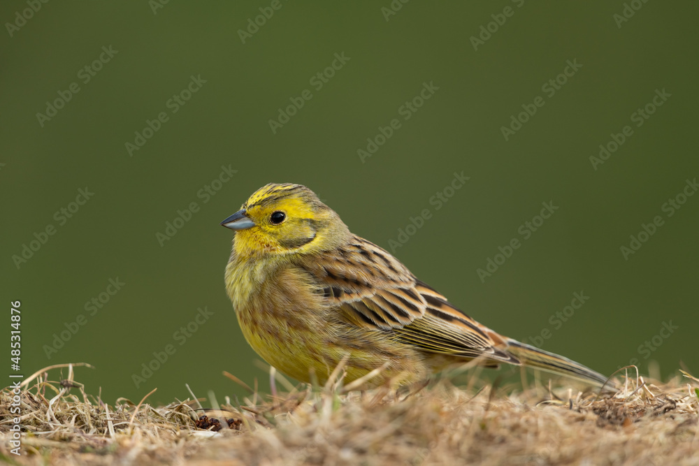 Obraz premium Yellowhammer sitting in a meadow
