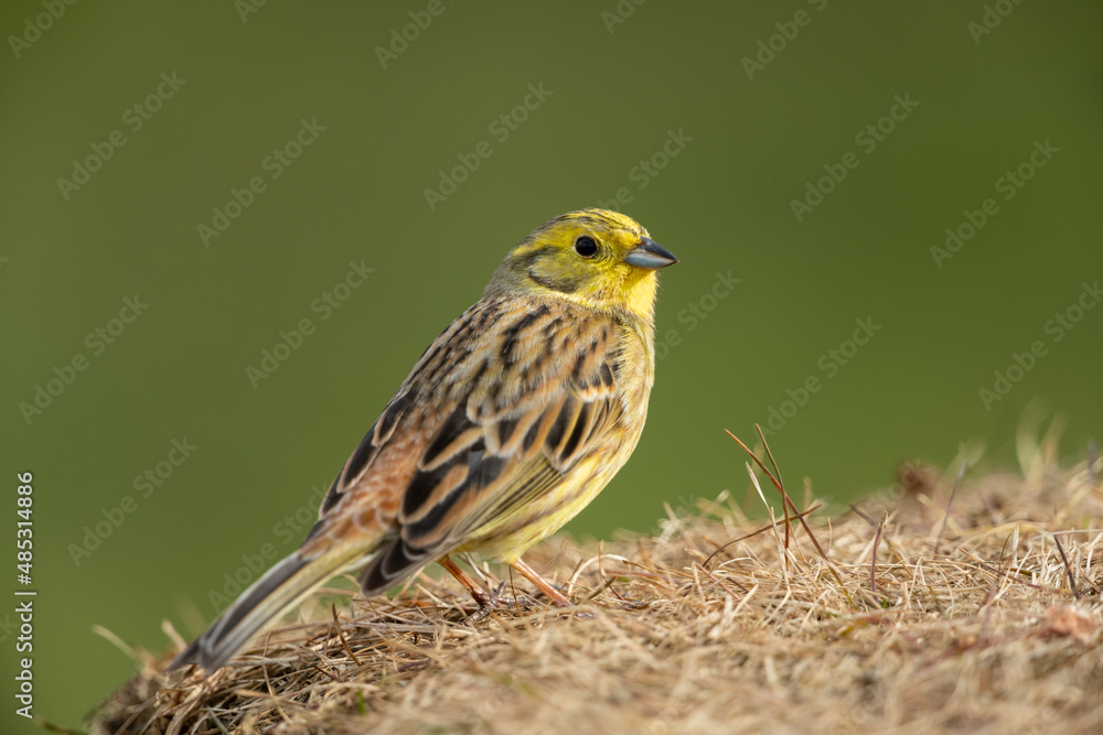 Fototapeta premium Yellowhammer sitting in a meadow