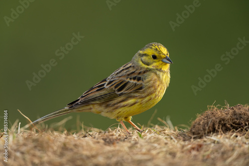 Yellowhammer sitting in a meadow