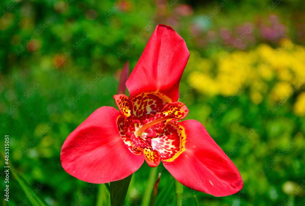 Tygrysówka pawia czerwony kwiat, Tigridia pavonia,  red tigridia pavonia flower on a green background.  Beauty tiger-flower close  - obrazy, fototapety, plakaty 