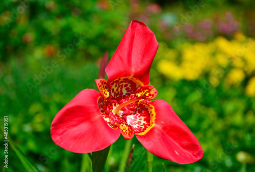 Tygrysówka pawia czerwony kwiat, Tigridia pavonia,  red tigridia pavonia flower on a green background.  Beauty tiger-flower close  photo