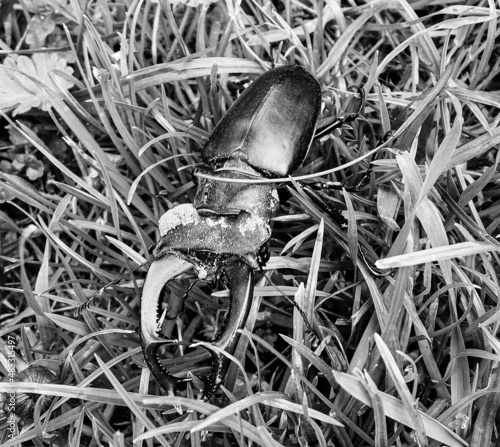 Male stag beetle with long and sharp jaws in wild forest photo