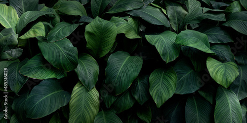 Spathiphyllum cannifolium nature green background, tropical leaf banner or floral jungle pattern concept. © kelvn