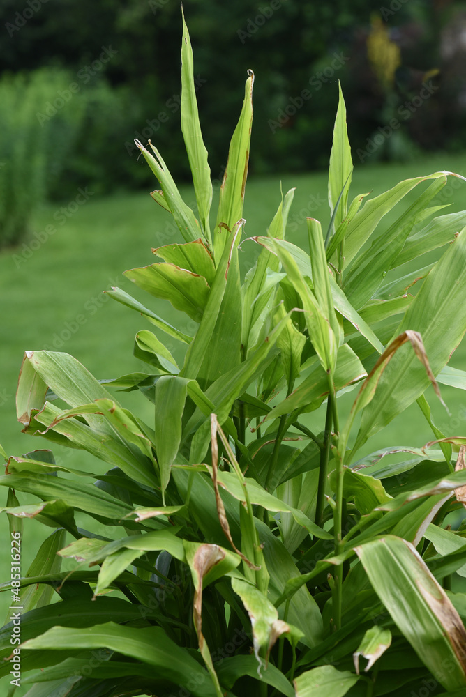 Ingwer, Zingiber officinale Ingwer, Zingiber officinale