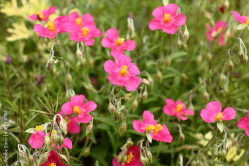 Beginning of summer.In a decorative garden the helianthemum bush blossoms in pink flowers with yellow stamens.