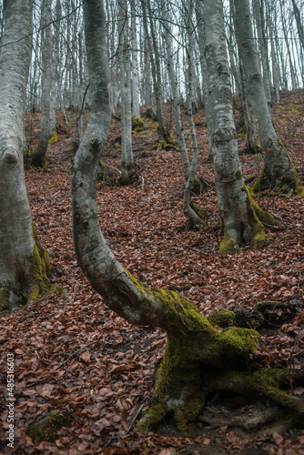 Atmospheric Carpathian Forrest in November Autumn landscape photo