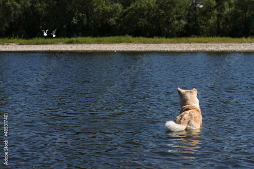 A beautiful wet red Akita inu swims in the river and watches a pair of seagulls on a rocky shore against a natural green background of trees on a warm sunny clear summer day.