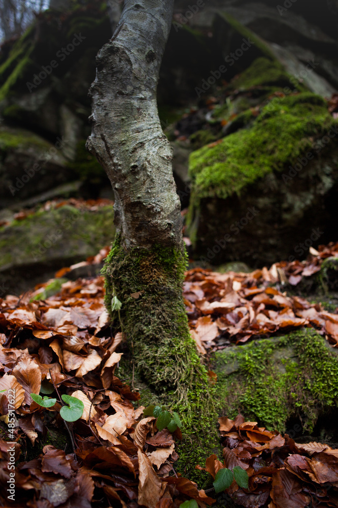 Atmospheric Carpathian Forrest in November Autumn landscape Atmospheric Carpathian Forrest in November Autumn landscape