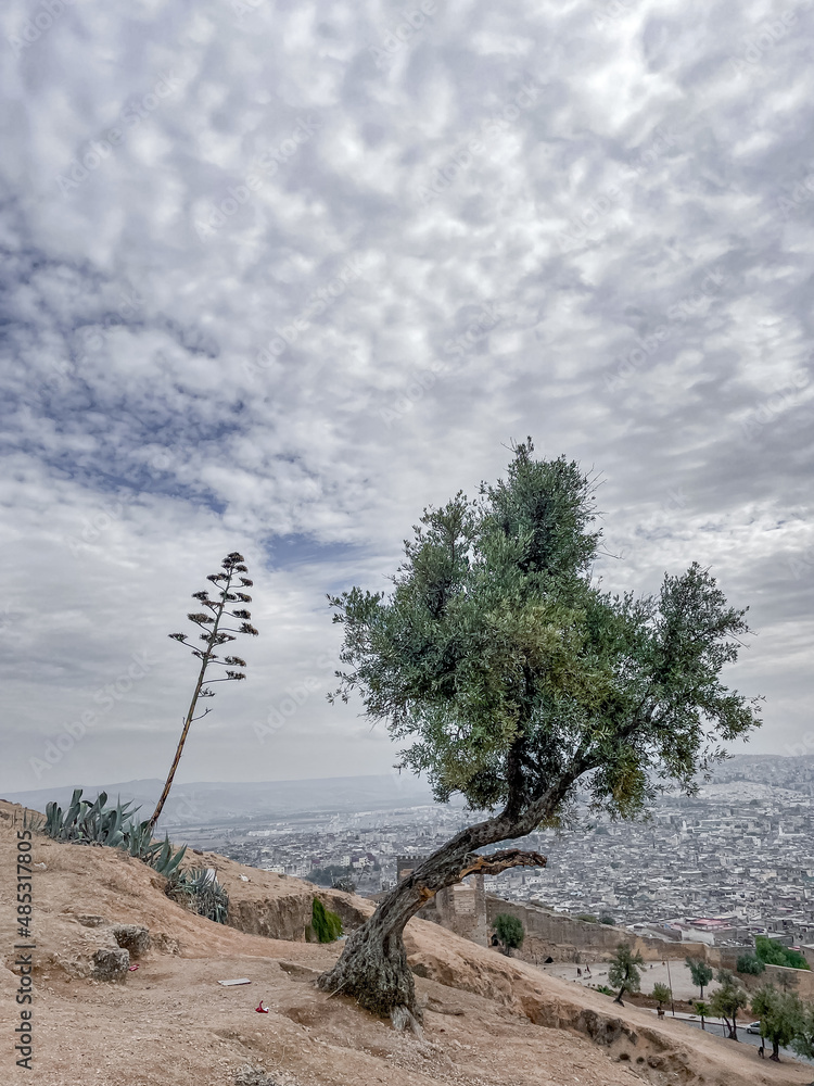 An olive tree with a panoramic view over the old medina of Fes, Morocco. An olive tree with a panoramic view over the old medina of Fes, Morocco.