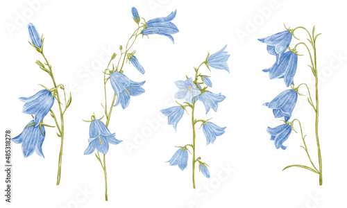 Set of spring blue flowers