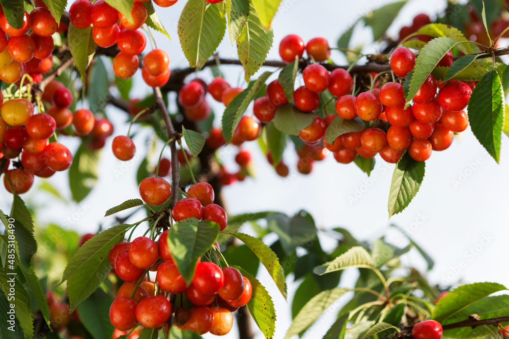cherry tree branches, with red berries, good harvest