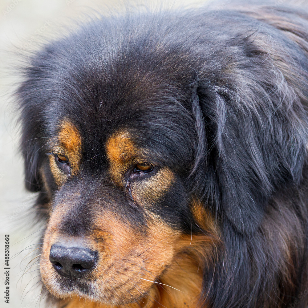 Fototapeta premium Do Khyi, auch Tibetdogge oder Tibetanische Dogge genannt