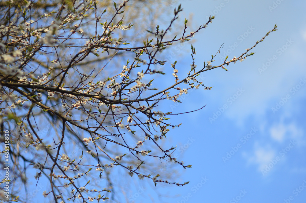 branches of a blooming cherry tree against the blue sky. tender white and light rose flowers and buds on the thin brunches. Sakura bloom in the garden branches of a blooming cherry tree against the blue sky. tender white and light rose flowers and buds on the thin brunches. Sakura bloom in the garden