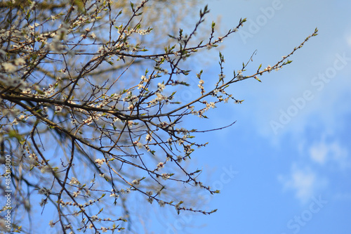 branches of a blooming cherry tree against the blue sky. tender white and light rose flowers and buds on the thin brunches. Sakura bloom in the garden