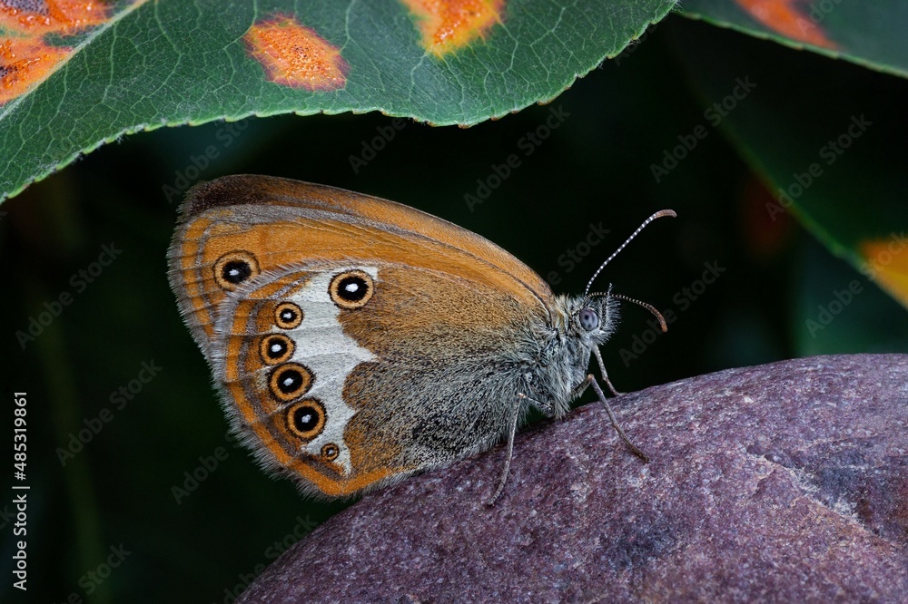 Fototapeta premium butterfly on a tree