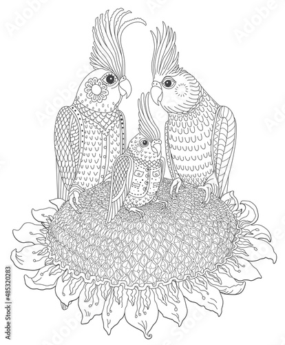 Vector fairy tale Corella parrot family eating seeds on sunflower. Coloring book page for adults and children