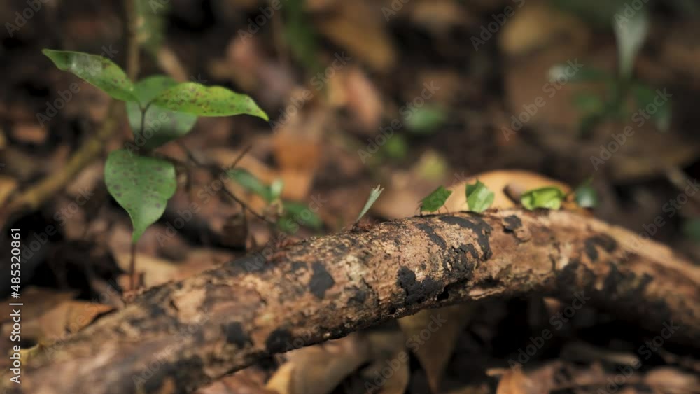 fourmis coupe feuille