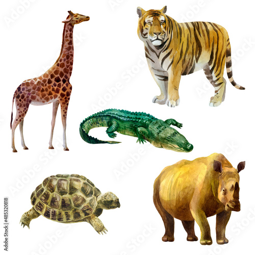 Watercolor illustration, set. Wild animals painted in watercolor. Tiger, giraffe, turtle, crocodile rhino.