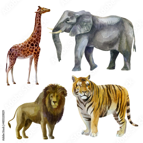 Watercolor illustration, set. Wild animals painted in watercolor. Lion, tiger, giraffe, elephant.