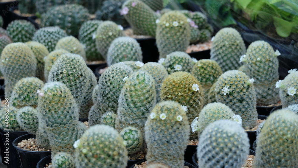 White flowers blooming on Mammillaria cactus. White flowers blooming on Mammillaria cactus.