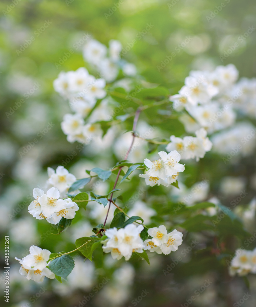 Spring floral background. A branch of flowering jasmine on a bush.