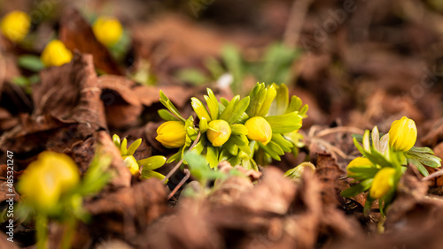 blühende Winterlinge im Februar verkünden den nahenden Frühling