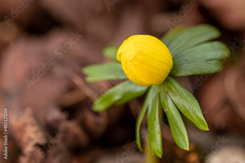blühende Winterlinge im Februar verkünden den nahenden Frühling