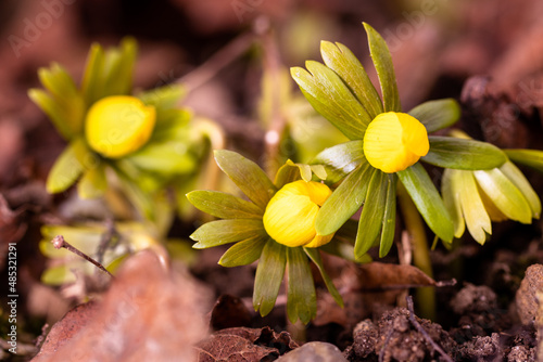 blühende Winterlinge im Februar verkünden den nahenden Frühling