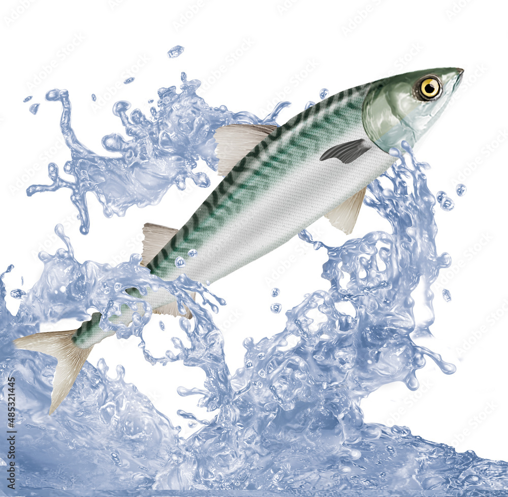 poisson, maquereau , pêche, animal, isolé, aliment, giclée, eau, nature,