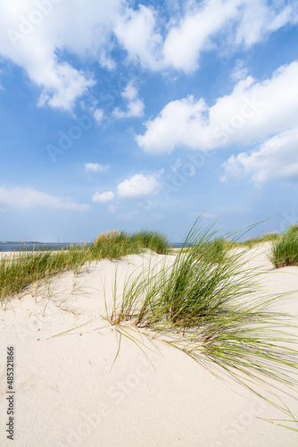 Fototapeta Naklejka Na Ścianę i Meble -  Dune grass at the beach