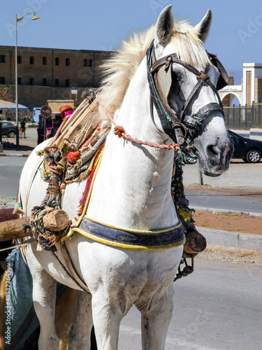 Принти на полотні Portrait of a white horse with eye blinders in Morocco