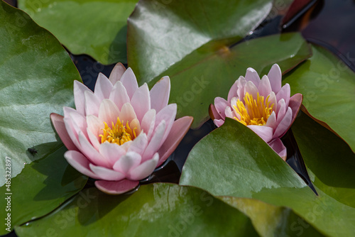 Zagreb, Croatia – August 2021. water lily flowers in bloom on the green botanical garden lake