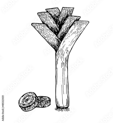 Hand drawn sketch style fresh leeks set isolated on white background. Food illustration of leek vegetable. Single and composition with slices. Vintage illustration of healthy organic food