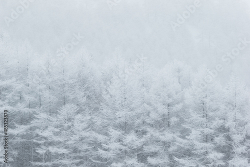 冬の森が雪に包まれた様子