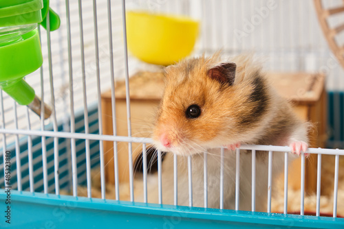 cute fluffy tricolor long haired syrian hamster in a cage