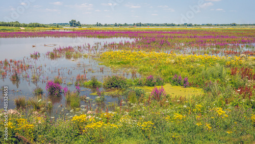 Color palette of flowering wild plants in a flooded part of the Noordwaard polder adjacent to the De Biesbosch National Park in the Dutch province of North Brabant.