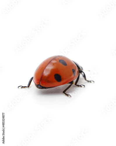 Little ladybug beetle.