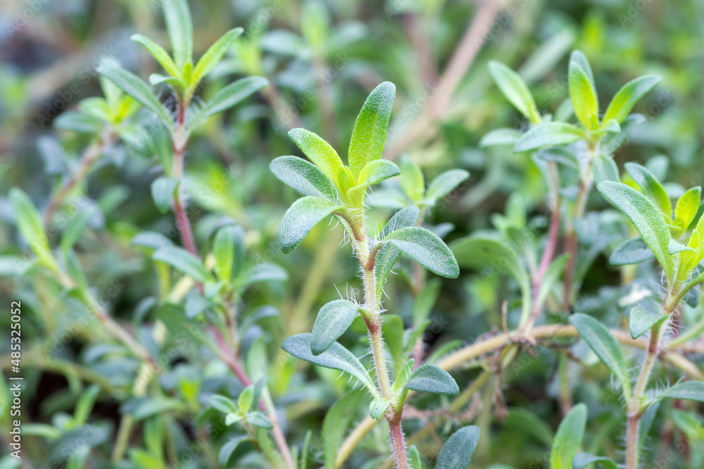 Thyme lemonade (Thymus x citriodorus 'Cascata™ Lemonade) herb plant