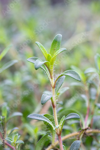 Thyme lemonade (Thymus x citriodorus 'Cascata™ Lemonade) herb plant photo