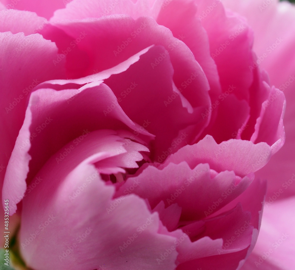 Delicate pink petals of a blooming carnation bud.
