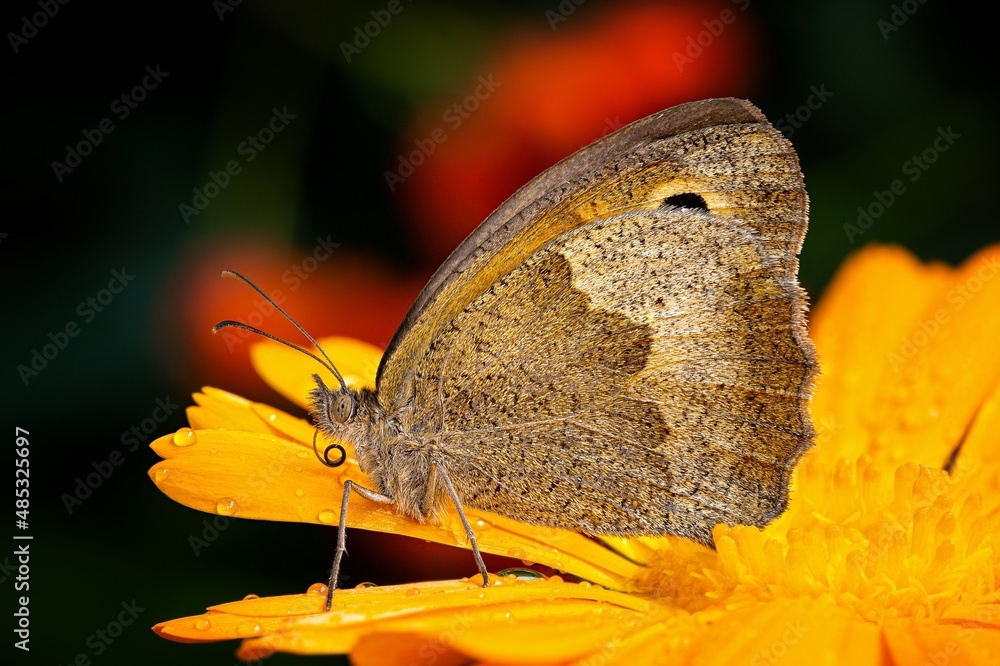 Fototapeta premium butterfly on a flower