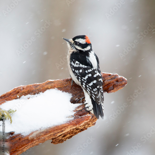 woodpecker in snow