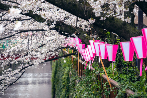 Cherry blossom rows along the Meguro river in Tokyo  Japan