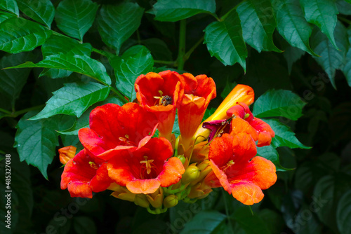 Trumpet vine flowers in the park in summer. Nature background.