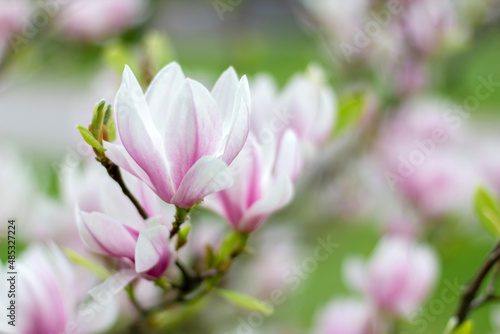 Pink blooming magnolia flowers on a bright sunny day. Close-up.