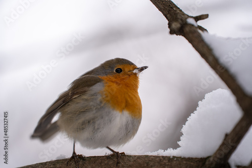 robin on snow © Tia Gata