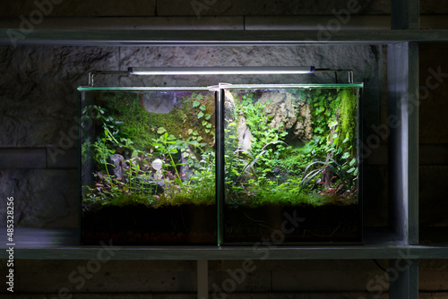 Bild auf Leinwand Closed florarium with miniature plants in glass container aquarium with artificial LED light above, modern low-maintenance terrarium mini home garden under glass in dark room