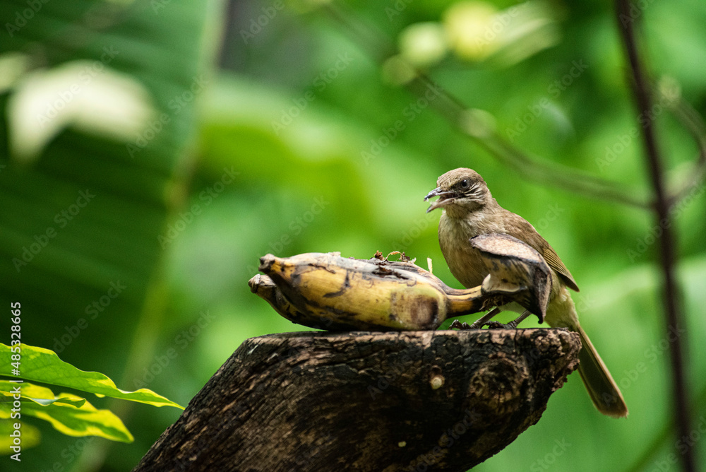 little bird eating banana on a log
