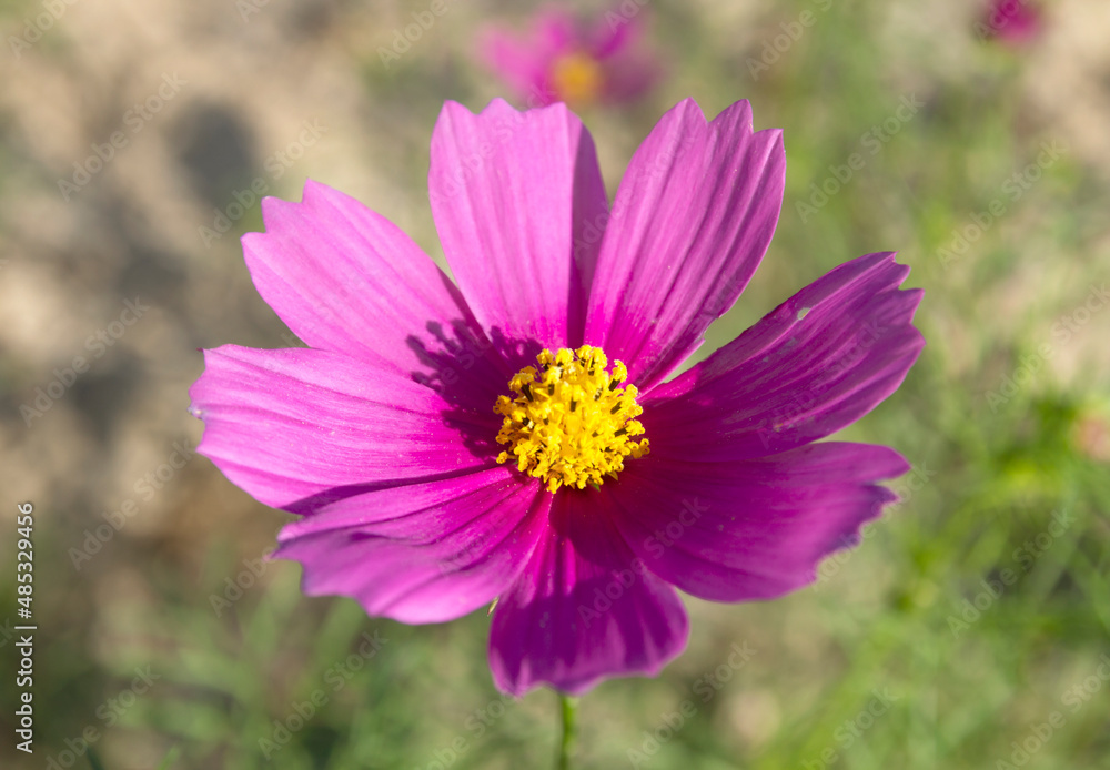Beautiful Cosmos flower in the garden.flowers pictures. Beautiful Cosmos flower in the garden.flowers pictures.