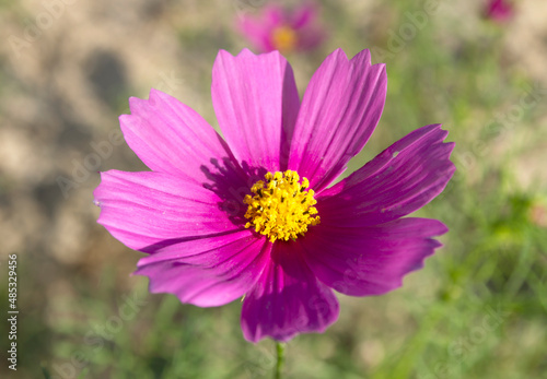 Beautiful Cosmos flower in the garden.flowers pictures.